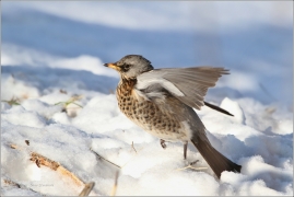 <p>DROZD KVÍČALA (Turdus pilaris) /Fieldfare - Wacholderdrossel/</p>